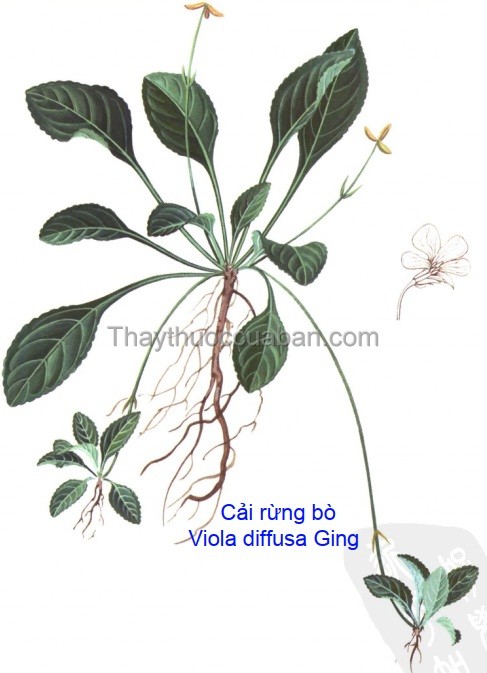 Cây Cải rừng bò. Viola diffusa Ging - Cây Thuốc Nam Quanh Ta